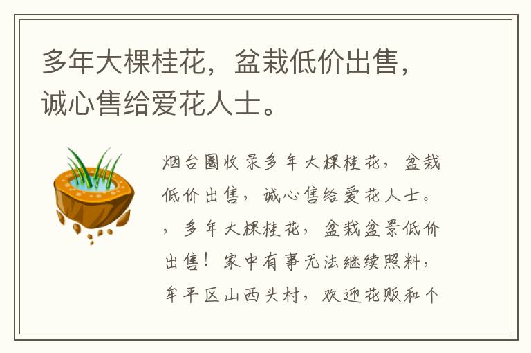 多年大棵桂花，盆栽低價出售，誠心售給愛花人士。